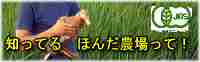 L@ĂƂ_@̂ق񂾔_